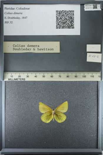 Media type: image;   Entomology 181770